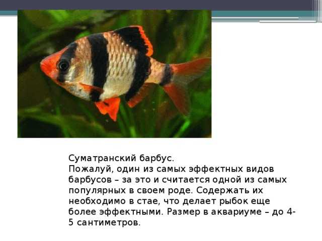 Барбус суматранский: содержание, чем кормить, как размножаются, отличия и совместимость