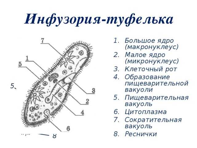 Корма для мальков аквариумных рыбок