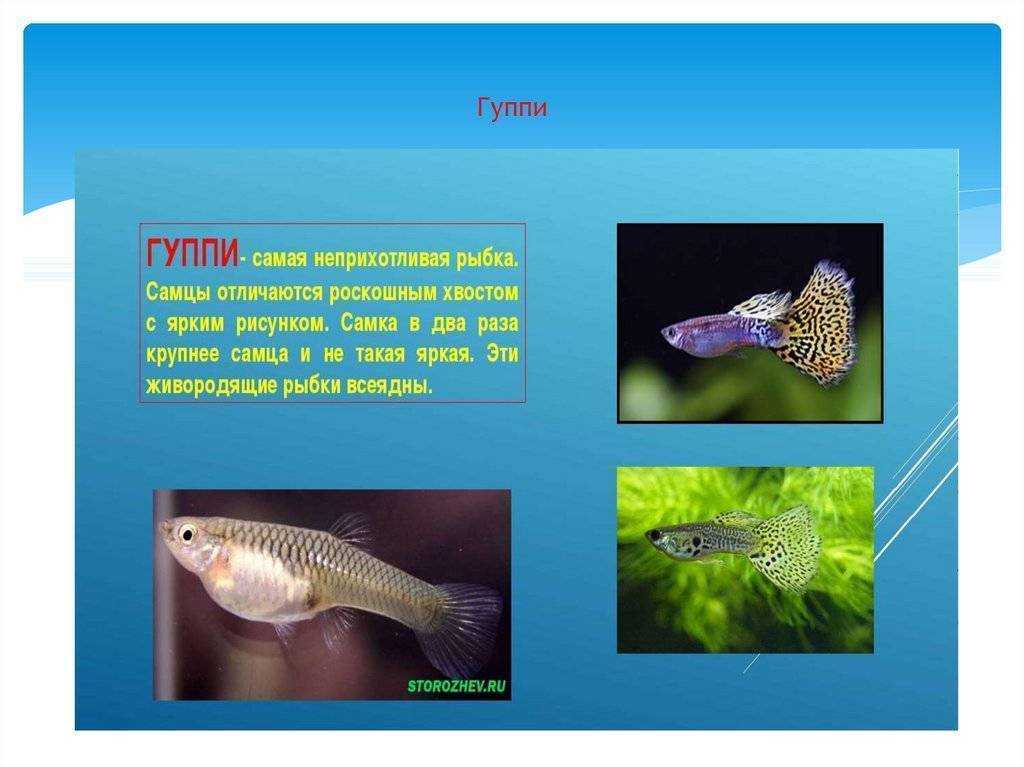 Гуппи