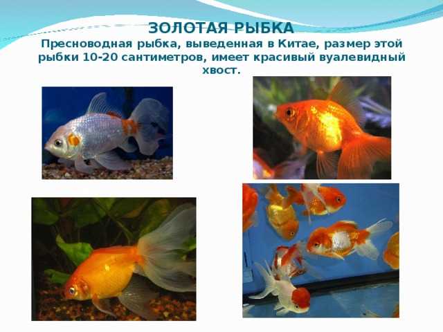 Золотая рыбка: описание, разновидности, содержание и уход, размножение и фото