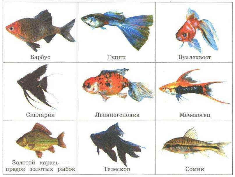 Барбусы совместимость с другими рыбами: таблица совместимости