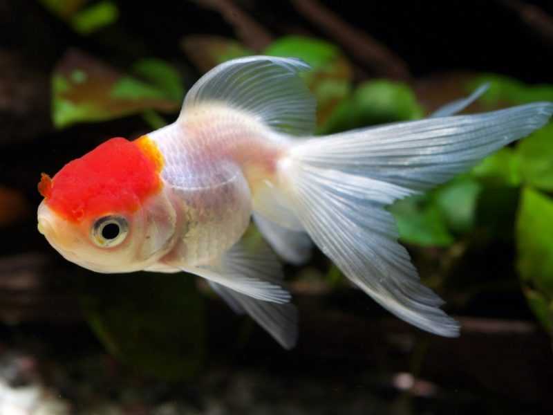 Оранда / на латыни: oranda goldfish