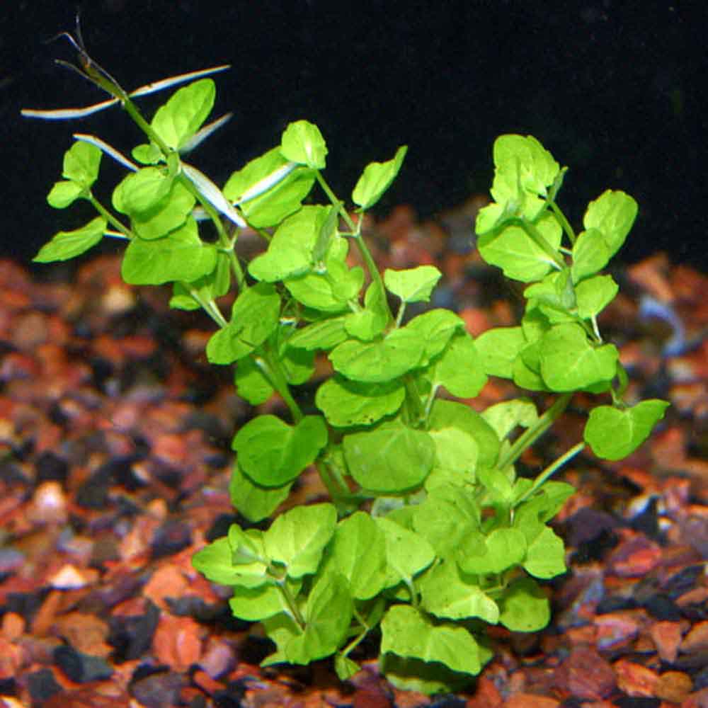 Кардамин (cardamine) — описание, выращивание, фото