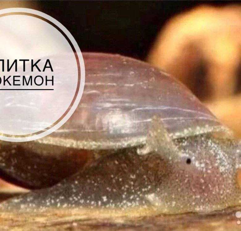 Все виды аквариумных улиток - описания, фото, видео