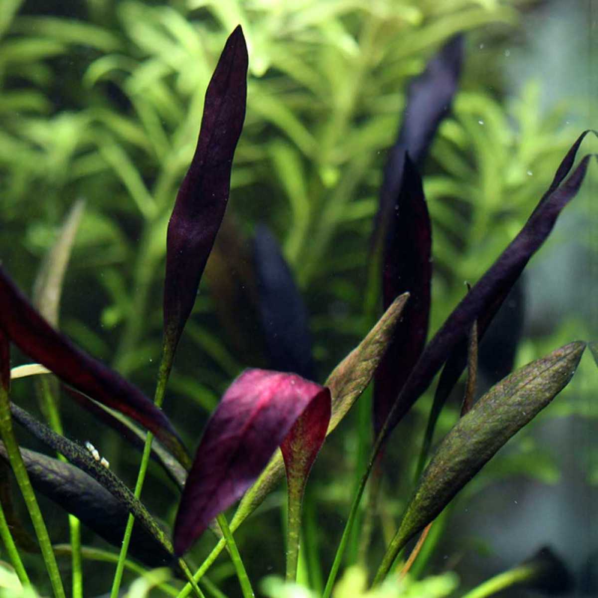 Эхинодорус красное пламя (echinodorus «red flame»): описание, содержание, фото и отзывы