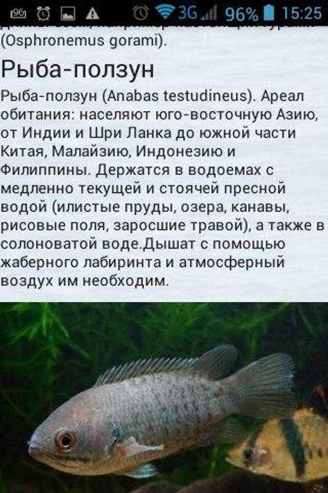 Анабас - фауна