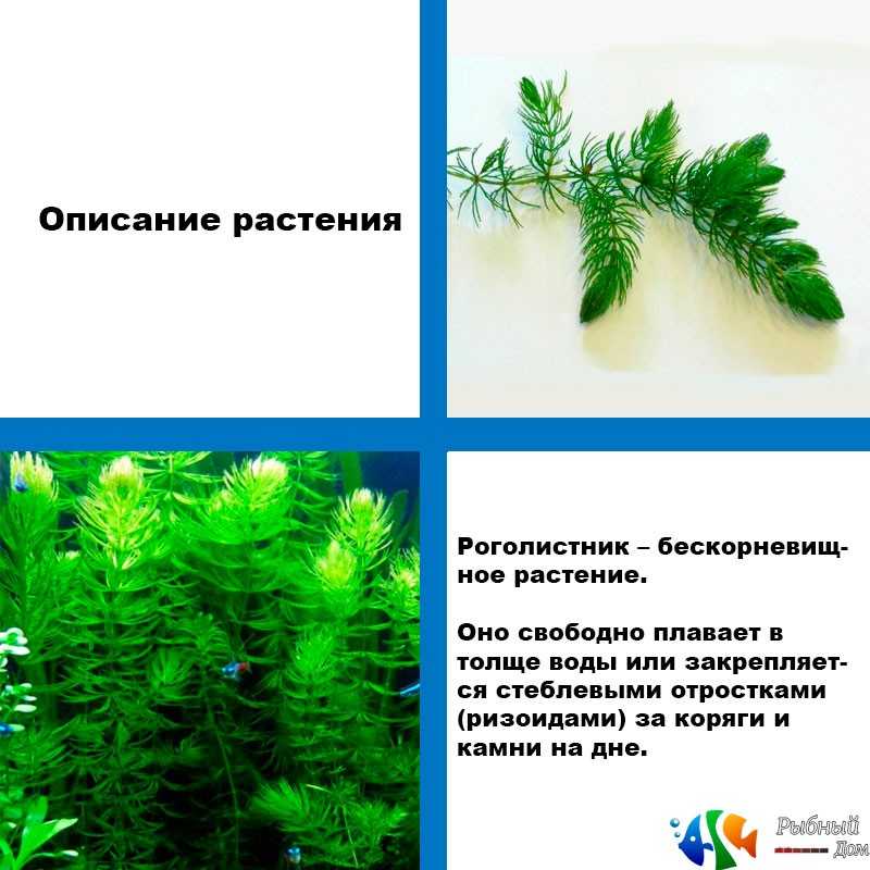 ᐈ роголистник растение: [фото и описание] где растет, как выглядит, виды