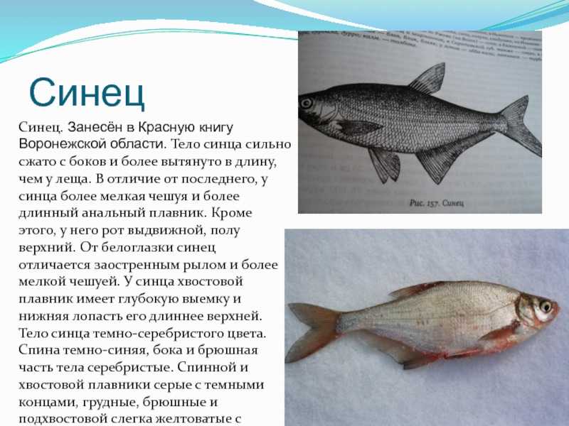 Рыба белоглазка: описание, виды, образ жизни, среда обитания и размножение