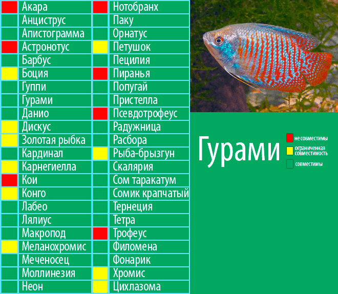 Гурами, аквариумные рыбки, фото, виды, гурами мраморный, жемчужный, содержание и уход, размножение, совместимость - зоомир