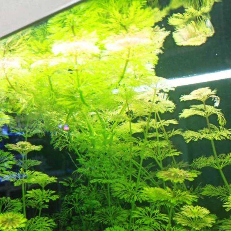 Перистолистник (myriophyllum): описание, содержание, фото и отзывы