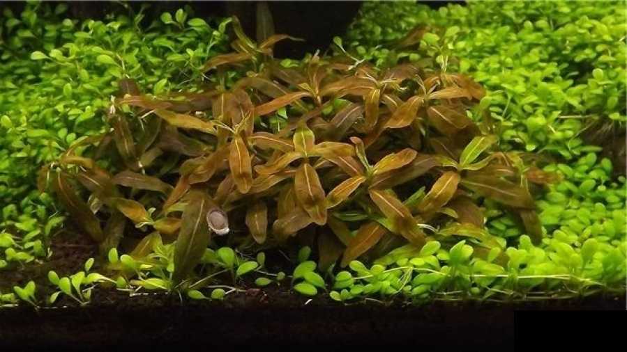 Стаурогин — staurogyne repens содержание разведение описание фото.