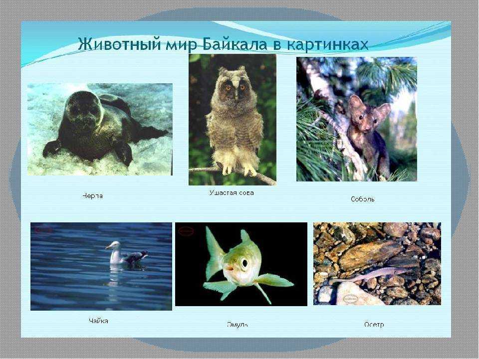 Животные байкала: названия, краткое описание и фото — природа мира