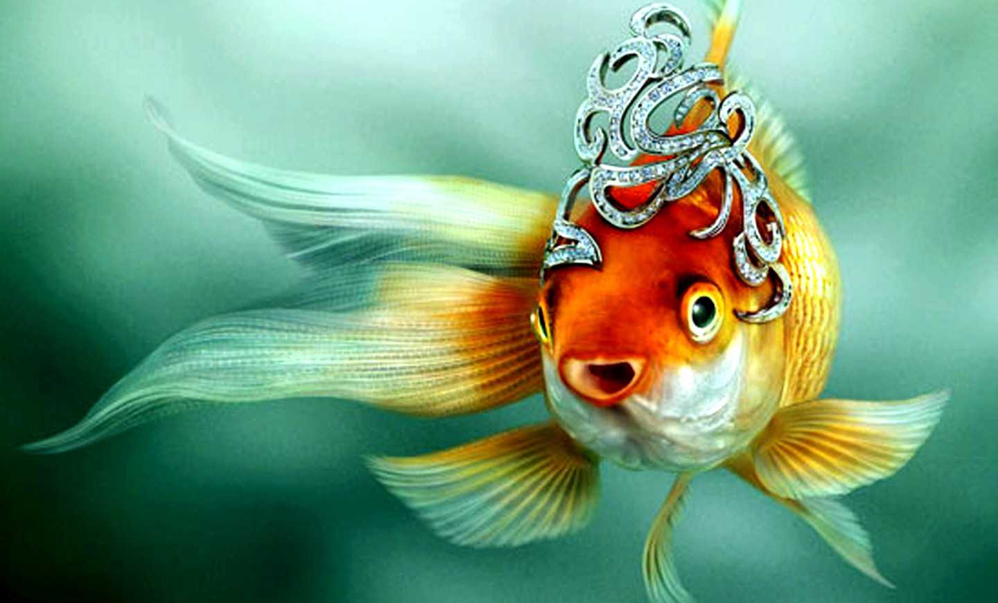 С кем живет золотая рыбка в аквариуме. с кем можно держать золотых рыбок