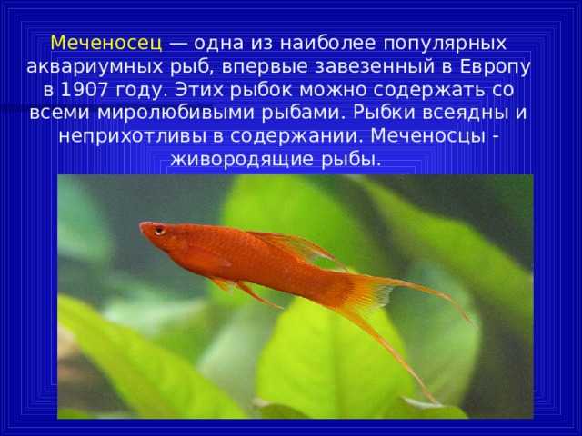 Меченосцы: описание, виды, условия содержания и разведения - aqua-tropica.ru