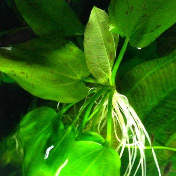 Эхинодорус уругвайский Echinodorus uruguayensis  одно из самых крупных аквариумных растений Высота взрослых кустов достигает более метра, широкая розетка может одновременно нести до 120  листьев