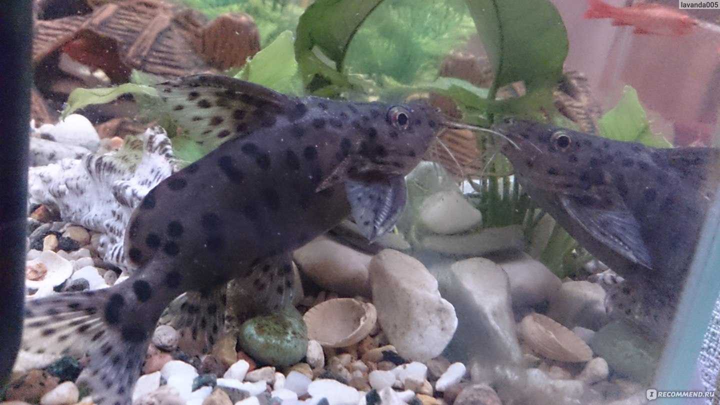 Синодонтис — перевёртыш 🐠: все об аквариумных рыбках, кормление, уход, разведение