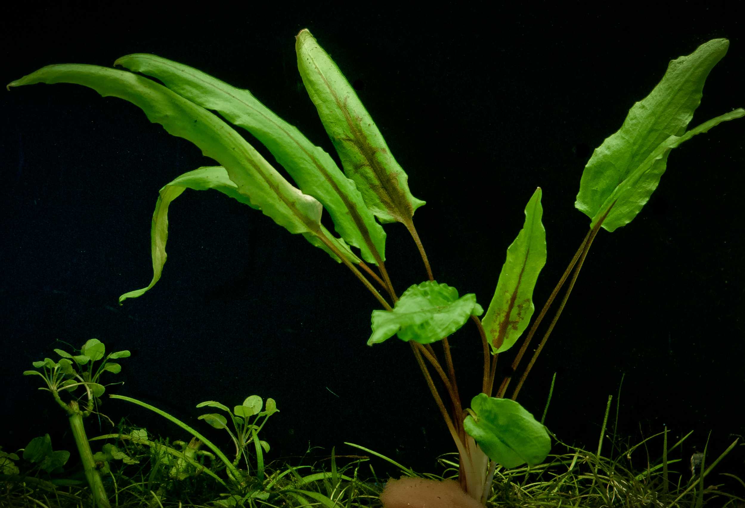 Криптокорина вендта (cryptocoryne wendtii): описание, содержание, фото и отзывы