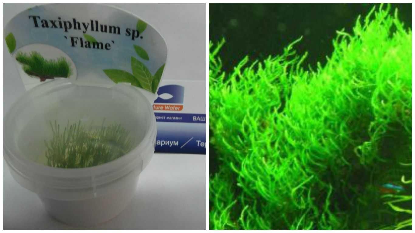 Мох пламя (flame moss, taxiphyllum sp. ‘flame’)