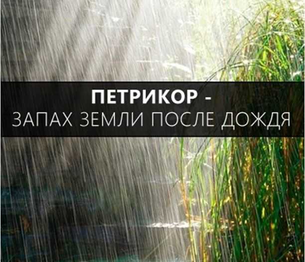 Петрикор