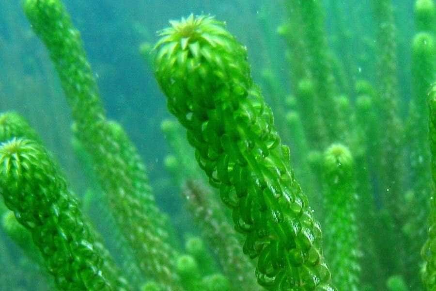 Семейство водокрасовые — hydrocharitaceae [1987 жданов в.с. - аквариумные растения]