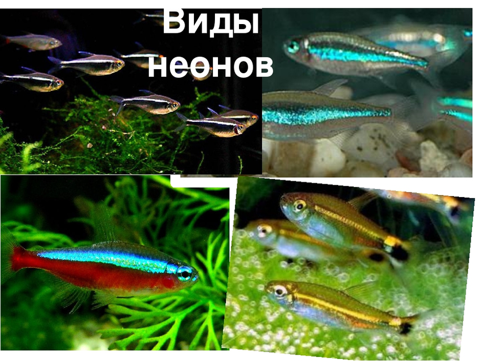 Рыбки неоны: кем представляет он сам себя в подводном мире?