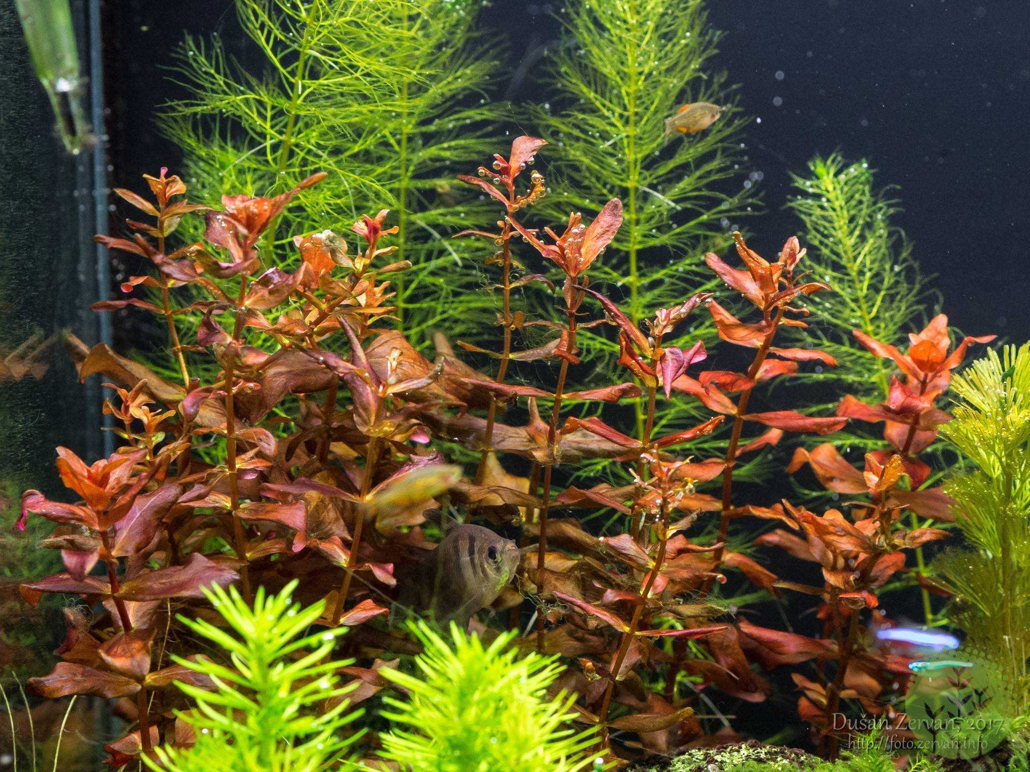 Ротала – превратит ваш аквариум в настоящий подводный рай |