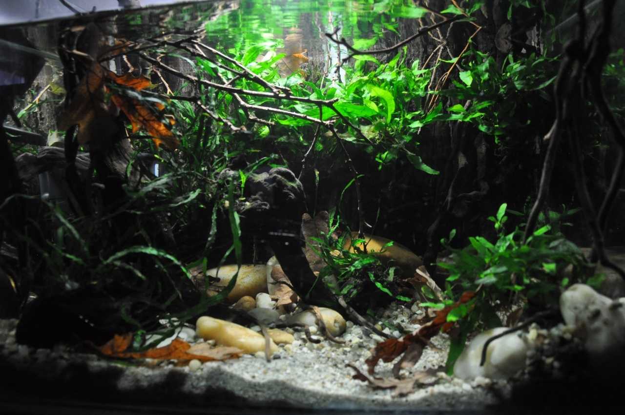 Что такое nature aquarium