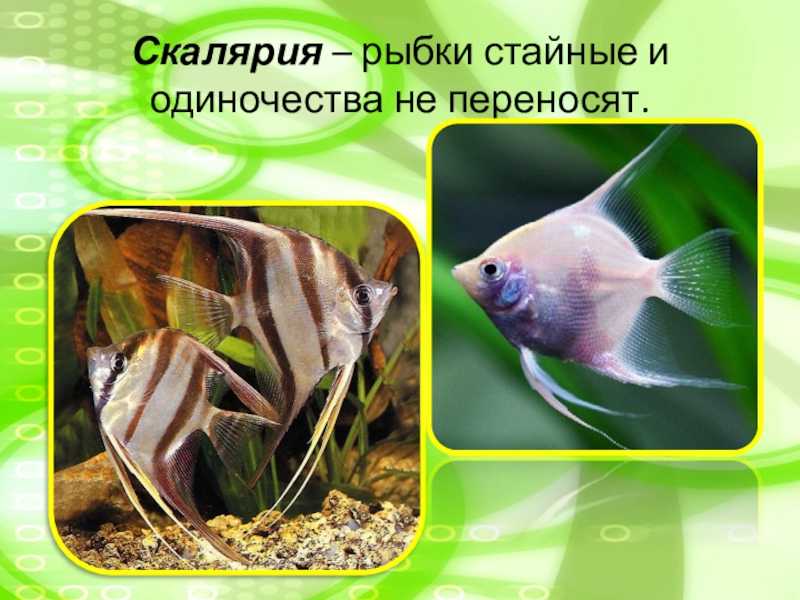 Скалярия: содержание и уход за рыбкой в аквариуме, фото и совместимость