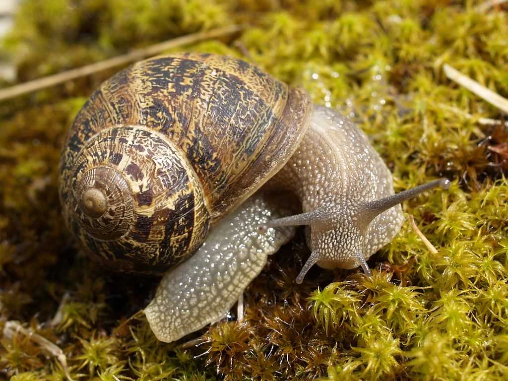Эпиплатис факельный (epiplatys annulatus)