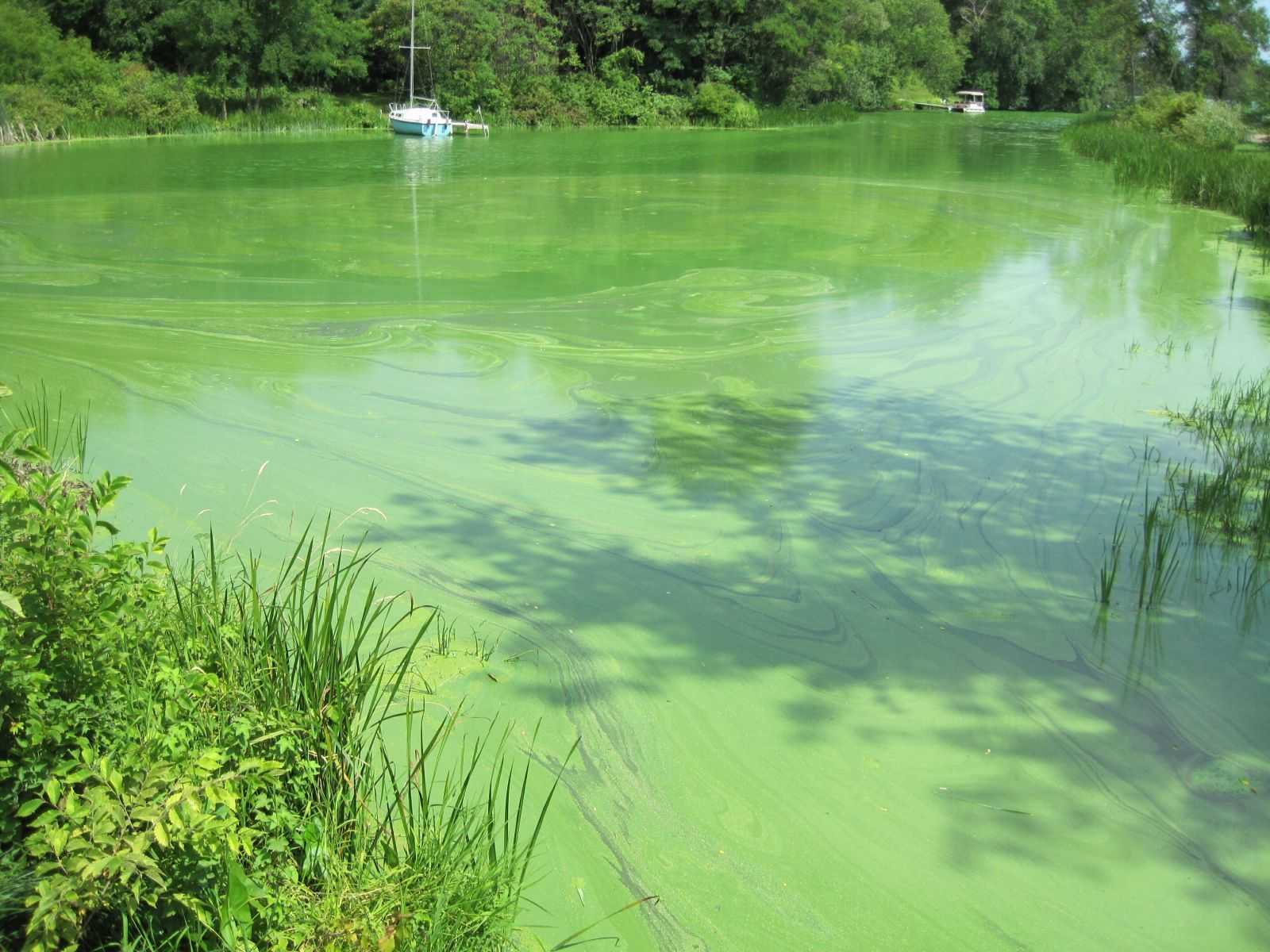 Каковы причины загрязнения воды из колодца? методы очистки