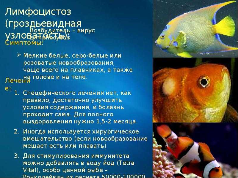Болезни аквариумных рыбок: симптомы, лечение в домашних условиях, описание и фото внешних признаков