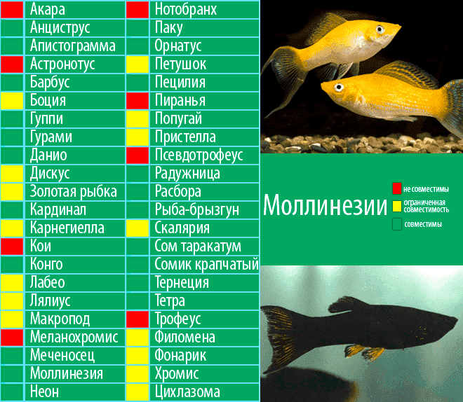 Моллинезия  активная рыбка, в меру дружелюбная Содержать ее лучше в группе с преобладанием самок Может жить как в общем аквариуме, так и в отдельном Хорошо уживается с разнообразными соседями