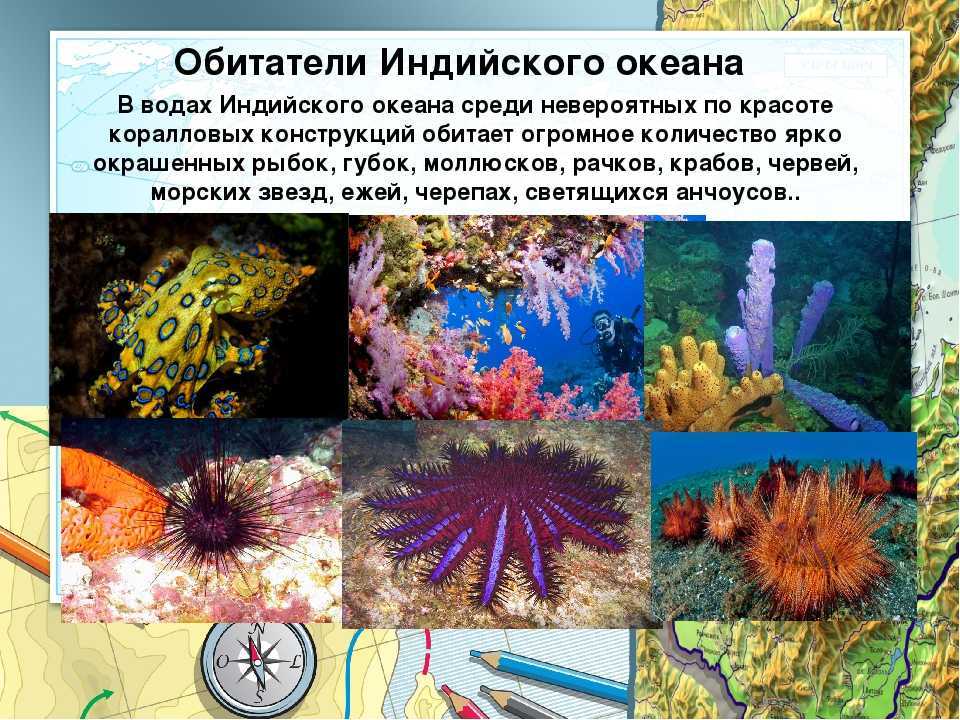 Индийский океан: моря и заливы, острова, климат, температура