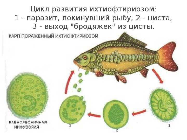 Лечение болезней аквариумных рыбок, вызванных патогенными организмами
