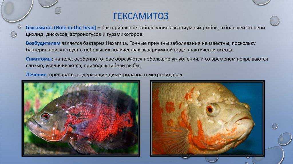 Болезни аквариумных рыбок, их симптомы и лечение