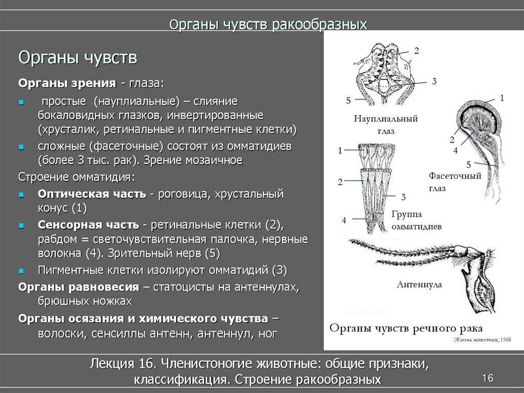 Подробно о работе всех систем и органов речных раков