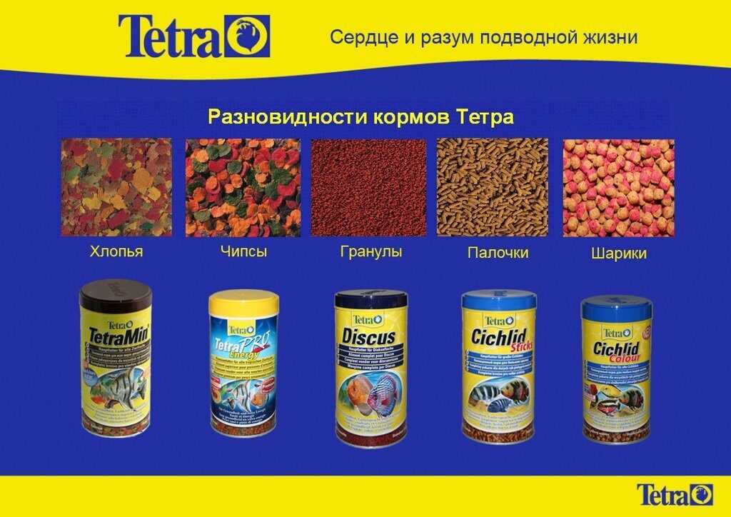 Корм для рыбок: виды корма, чем заменить, как правильно кормить