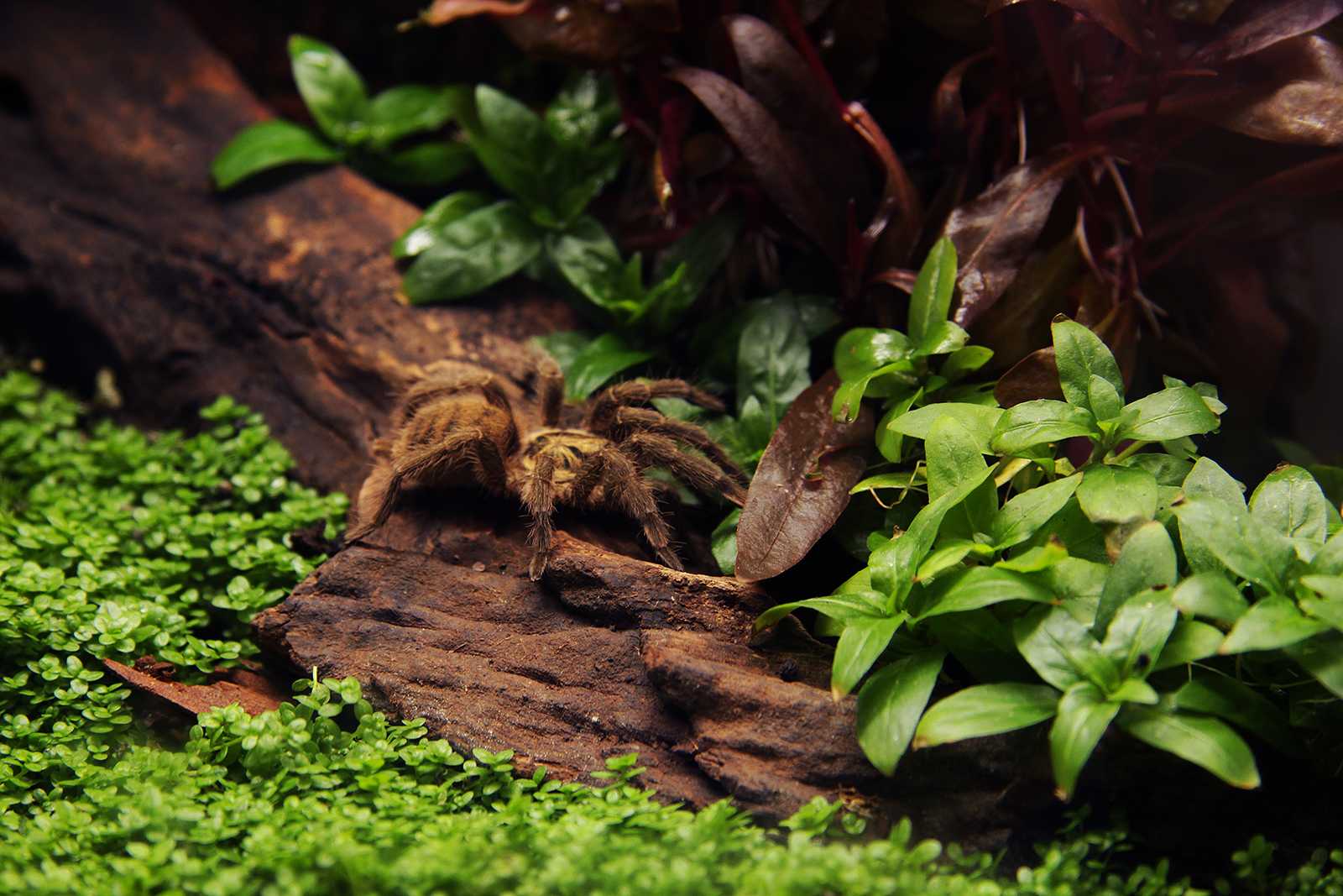 Staurogyne repens care guide – planting, growing, and propagation - shrimp and snail breeder