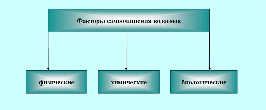 Что такое самоочищение водоема