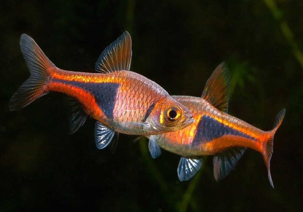 Расбора пятнистоспинная (rasbora dorsiocellata) - описание, требования к содержанию | аквариумные рыбки. описание видов аквариумных рыб