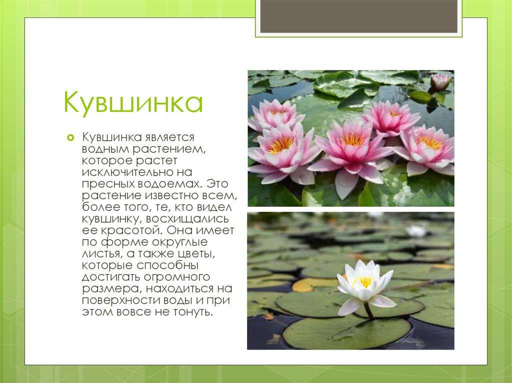 Нимфея стеллата — сад и огород