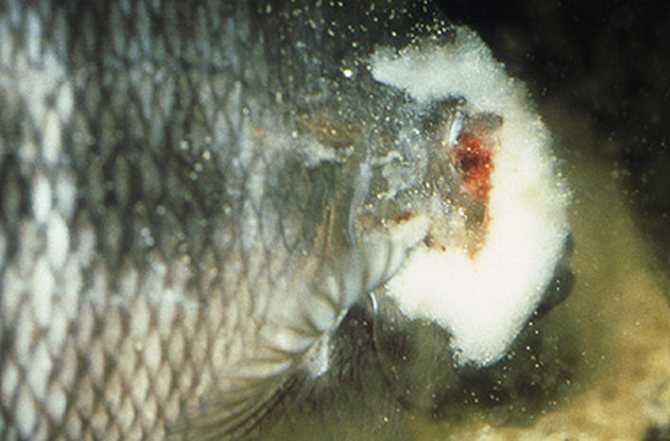 Сапролегниоз у рыб: лечение в общем аквариуме