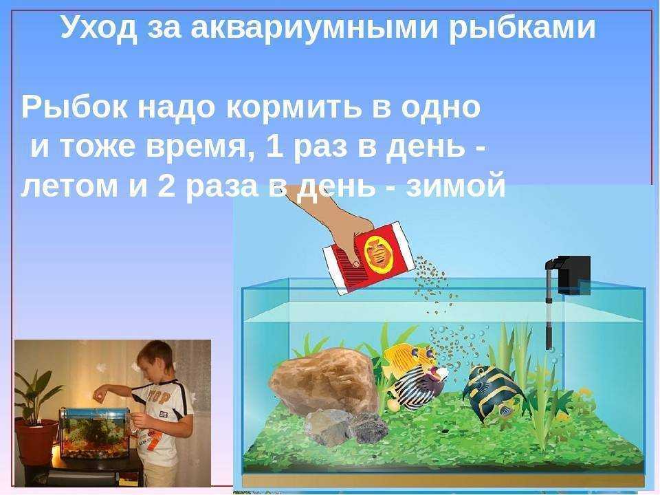 Как установить биологический цикл в аквариуме