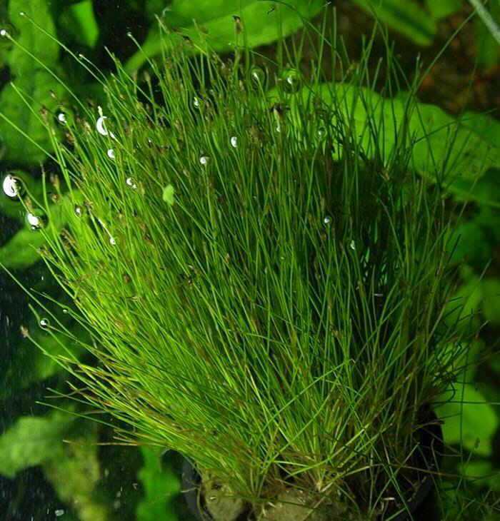 Ситняг элеохарис гигантский Eleocharis sp Xingu   происходит от югозападе США, Мексике и Южной Америке и имеет светлозеленый, узкие лентовидные листья, похожие на Vallisneria Нана Растение