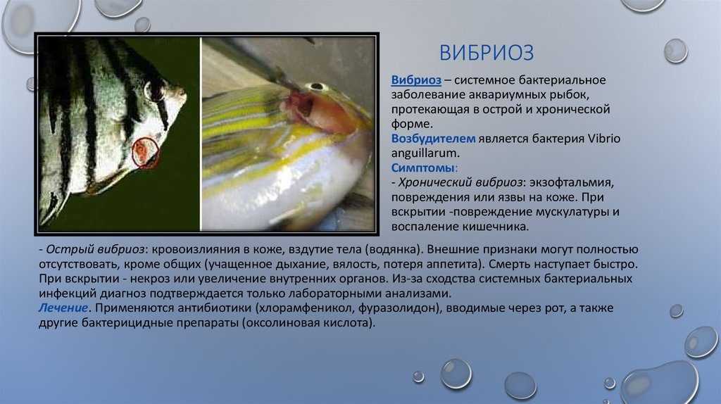 Aquadomik.ru