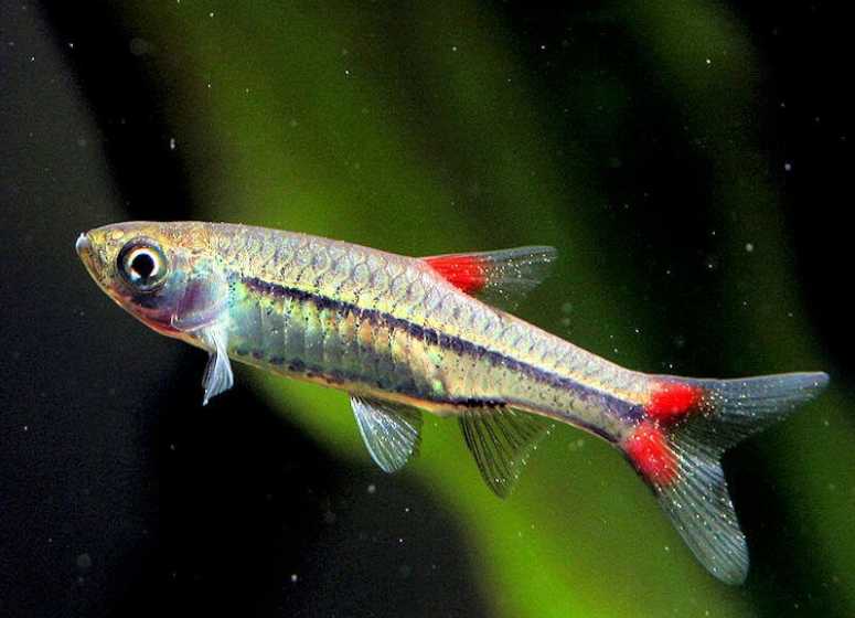 Микрорасборы boraras