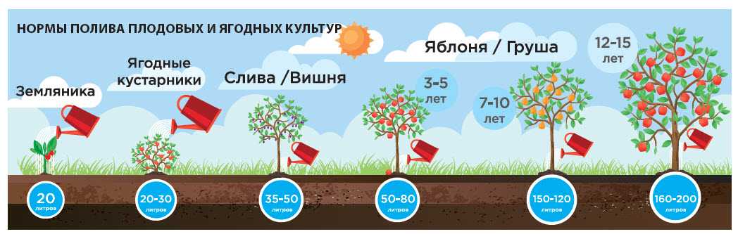 Как, когда и зачем поливают плодовые деревья в саду?