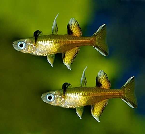 Pacific blue eye rainbowfish - pseudomugil signifer : complete fish profile & care guide