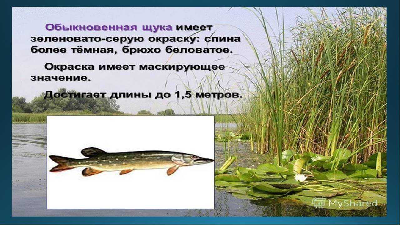 🚩 рыба щука: где обитает, внешний вид, внутреннее строение, виды