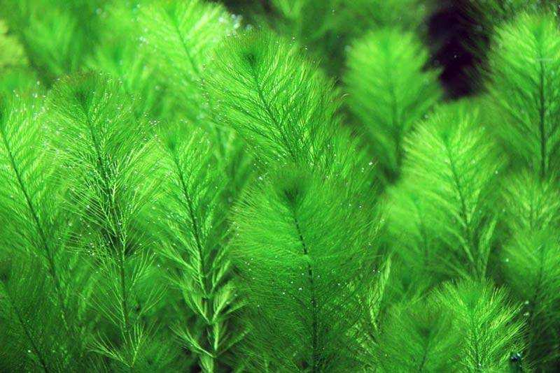 Перистолистник матогросский зеленый (myriophyllum matogrossense green) внешний вид, содержание и уход, размножение.